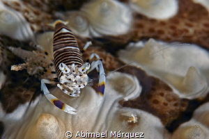 Bumblebee Shrimp by Abimael Márquez 